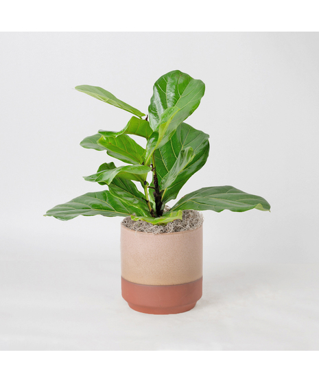 The Ficus Lyrata, commonly known as the Fiddle Leaf Fig, is a stunning green plant that stands out as a unique and thoughtful gift for any occasion.