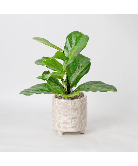 The Ficus Lyrata, commonly known as the Fiddle Leaf Fig, is a stunning green plant that stands out as a unique and thoughtful gift for any occasion.