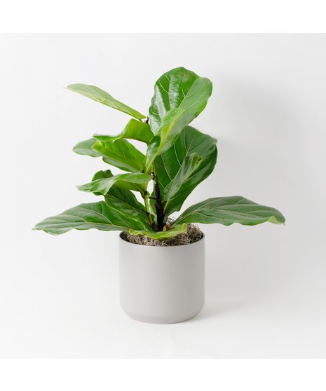 Deluxe Fiddle Leaf Fig