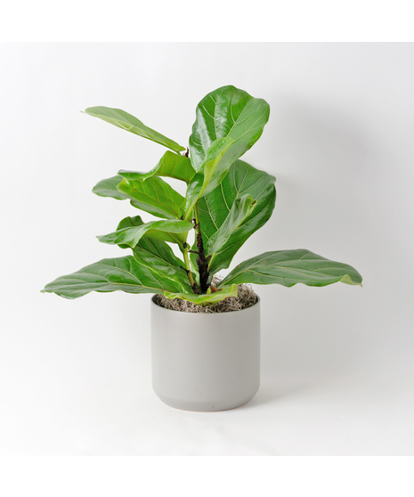 The Ficus Lyrata, commonly known as the Fiddle Leaf Fig, is a stunning green plant that stands out as a unique and thoughtful gift for any occasion.