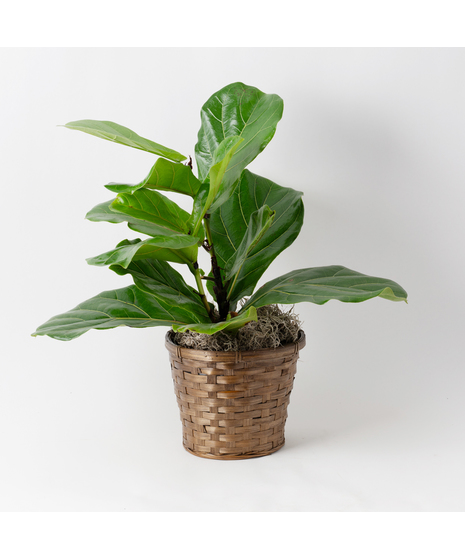 The Ficus Lyrata, commonly known as the Fiddle Leaf Fig, is a stunning green plant that stands out as a unique and thoughtful gift for any occasion.