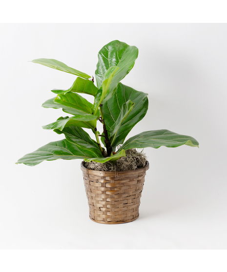 Fiddle Leaf Fig