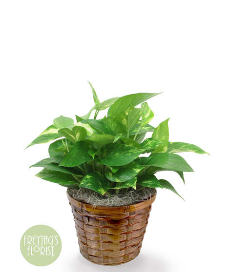 This petite pothos ivy plant is easy to care for and does well with moderate light in the home or office.