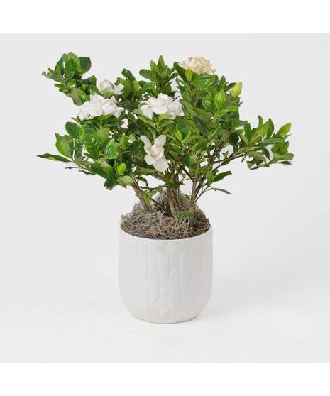 Indulge in the timeless beauty and intoxicating fragrance of the Gardenia. This lush 6-inch plant boasts
