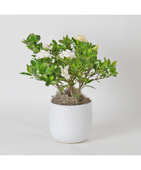 Indulge in the timeless beauty and intoxicating fragrance of the Gardenia. This lush 6-inch plant boasts