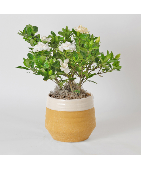 Indulge in the timeless beauty and intoxicating fragrance of the Gardenia. This lush 6-inch plant boasts