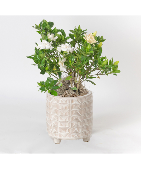 Indulge in the timeless beauty and intoxicating fragrance of the Gardenia. This lush 6-inch plant boasts