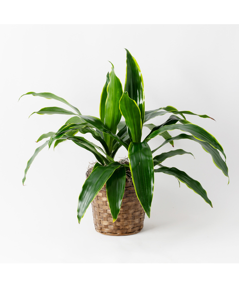 Dracaena Janet Craig