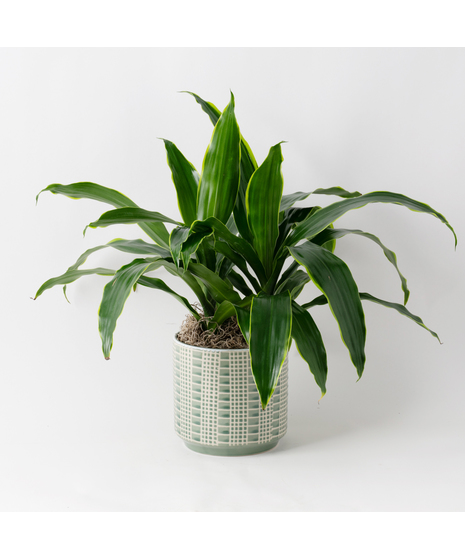 This 6 in. Dracaena Janet Craig plant is part of the vast Dracaena plant family and is also known as Dracaena deremensis