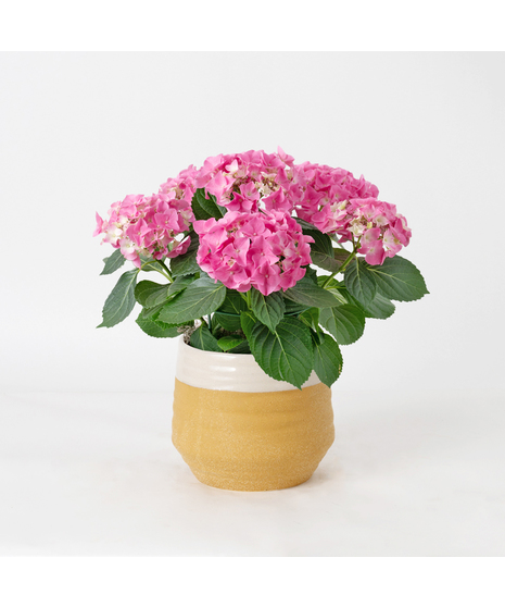 Pink Hydrangea flowering plant. 
