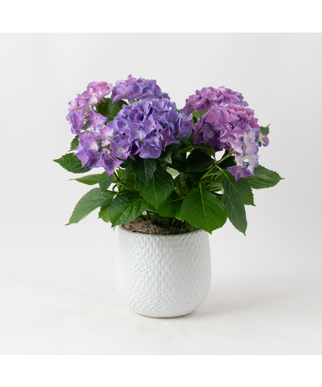 Pink Hydrangea flowering plant. 