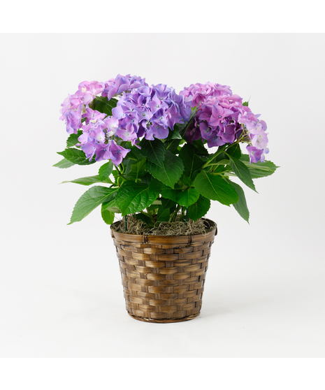 Purple Hydrangea