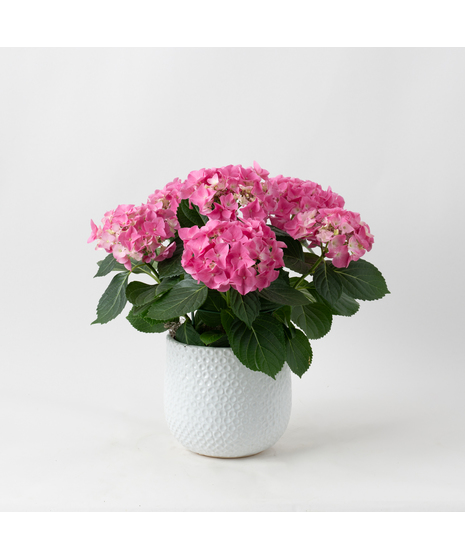 Pink Hydrangea flowering plant. 