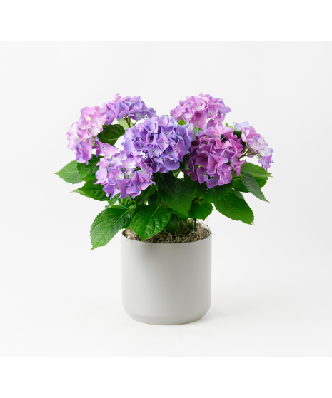 Pink Hydrangea flowering plant. 