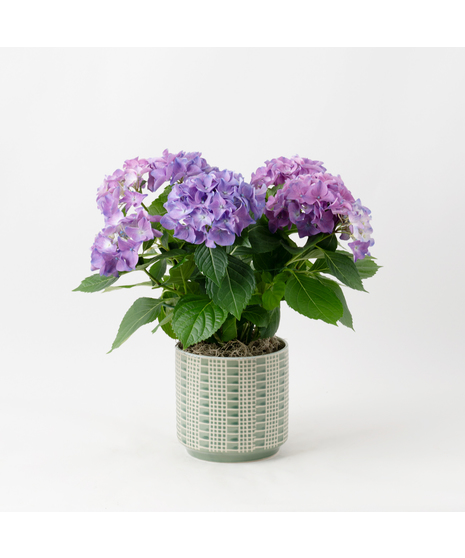 Pink Hydrangea flowering plant. 
