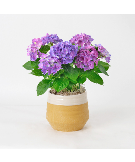Deluxe Purple Hydrangea