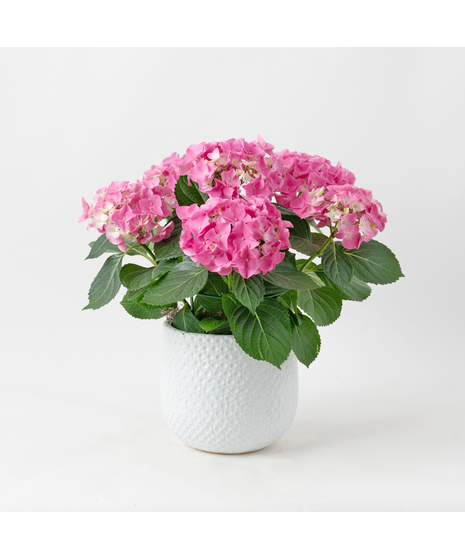 Pink Hydrangea flowering plant. 