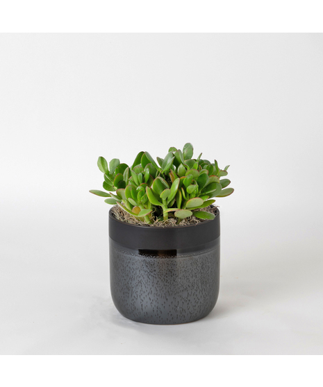 The Snake Plant, a member of the Asparagaceae family, is scientifically known as Sansevieria trifasciata.