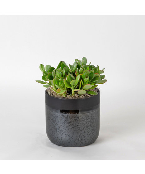 Deluxe Jade Plant