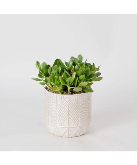 The Snake Plant, a member of the Asparagaceae family, is scientifically known as Sansevieria trifasciata.