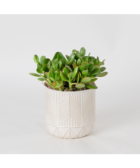 Deluxe Jade Plant