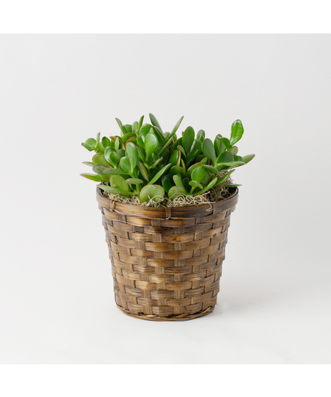 Jade Plant