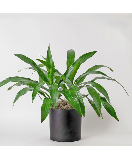 The 8-inch Dracaena Janet Craig, also known as Dracaena deremensis, is a distinguished member of the expansive Dracaena plant family. 