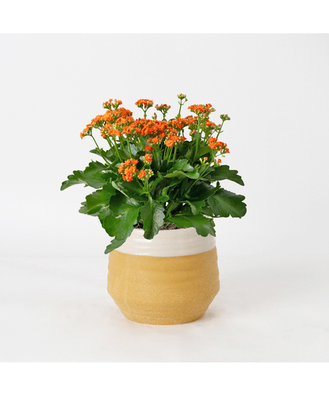 Deluxe-Orange-Kalanchoe flowering plant. 