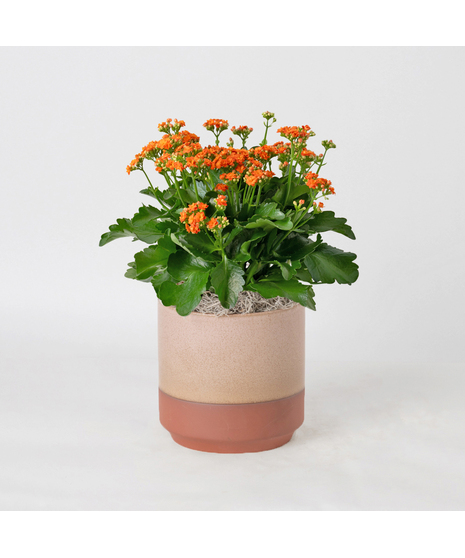 Deluxe Orange Kalanchoe
