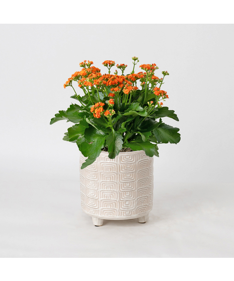 Deluxe-Orange-Kalanchoe flowering plant. 