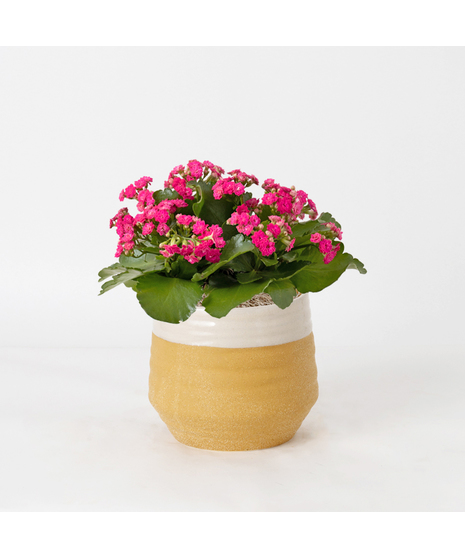 Deluxe-Pink Kalanchoe flowering plant. 