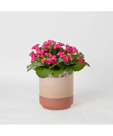 Deluxe-Pink Kalanchoe flowering plant. 