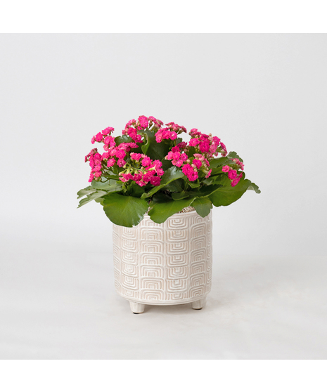 Pink Kalanchoe flowering plant. 