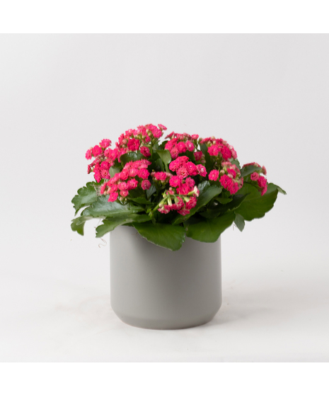 Pink Kalanchoe flowering plant. 