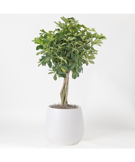 Our Large Ficus Rubber Plant is a bold, statement-making houseplant with glossy, deep green leaves and a sturdy upright form. 