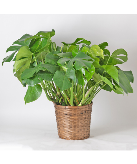 Medium Split-Leaf Plant is known as the swiss cheese plant or monstera deliciosa and is easy-to-care-for. This 8 in. indoor plant is ideal for any space decor.