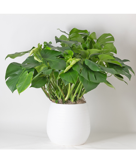 Large Split Leaf Philodendron