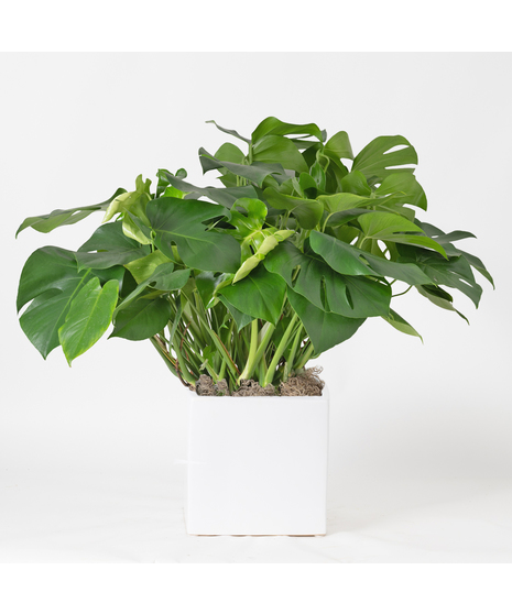 Medium Split-Leaf Plant is known as the swiss cheese plant or monstera deliciosa and is easy-to-care-for. This 8 in. indoor plant is ideal for any space decor.