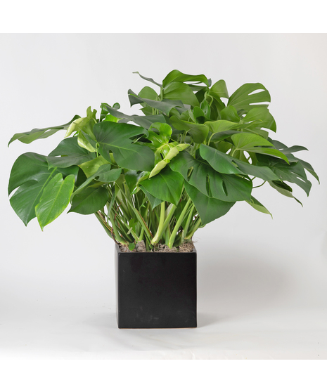 Medium Split-Leaf Plant is known as the swiss cheese plant or monstera deliciosa and is easy-to-care-for. This 8 in. indoor plant is ideal for any space decor.