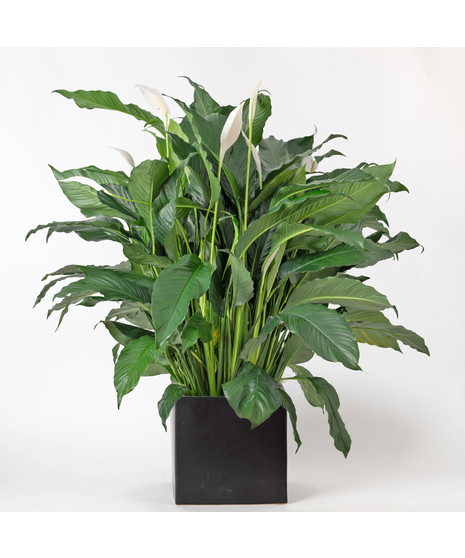 Elevate your indoor space with the timeless elegance of the Peace Lily, also known as Spathiphyllum. 