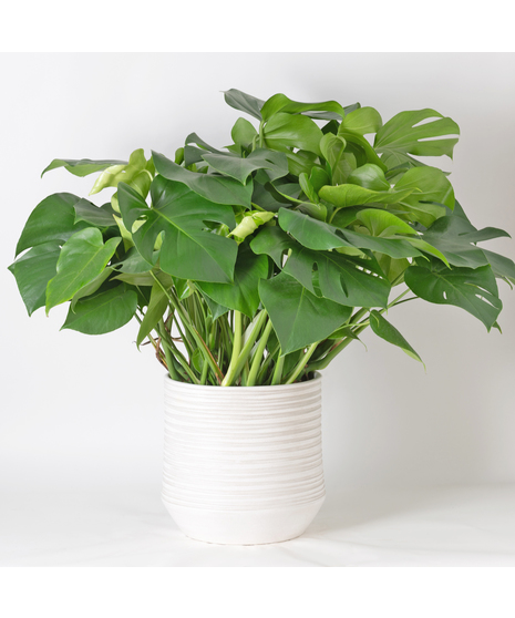 Medium Split-Leaf Plant is known as the swiss cheese plant or monstera deliciosa and is easy-to-care-for. This 8 in. indoor plant is ideal for any space decor.