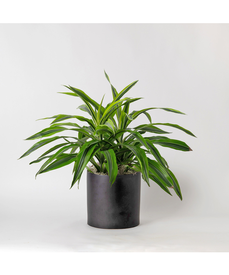 The 8-inch Dracaena Lemon Lime Warneckii, a striking member of the expansive Dracaena and Asparagus plant family