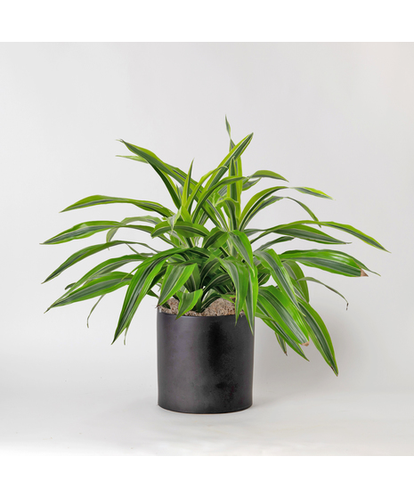 The 8-inch Dracaena Lemon Lime Warneckii, a striking member of the expansive Dracaena and Asparagus plant family