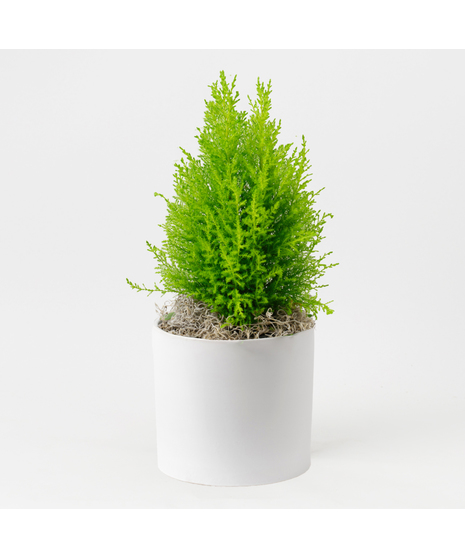 The Lemon Cypress is a vibrant and aromatic addition to any indoor or outdoor space, renowned for its lush, lemon-scented foliage and striking golden-green color.