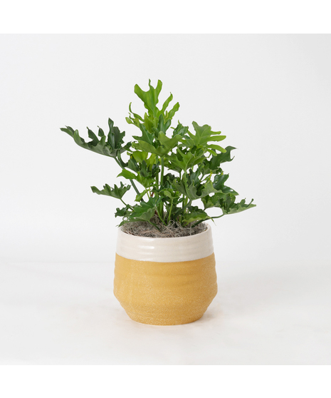 The Lickety Split Philodendron is a lush, tropical beauty known for its dramatic, deeply split leaves and easygoing nature.