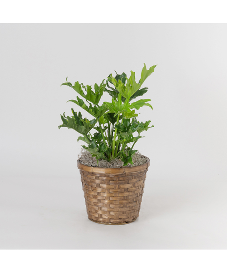Lickety Split Philodendron