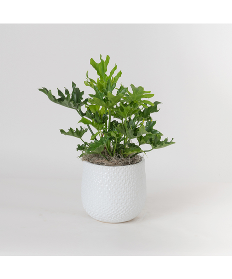 The Lickety Split Philodendron is a lush, tropical beauty known for its dramatic, deeply split leaves and easygoing nature.