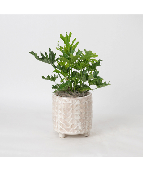 Deluxe Lickety Split Philodendron