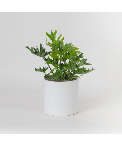 The Lickety Split Philodendron is a lush, tropical beauty known for its dramatic, deeply split leaves and easygoing nature.