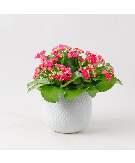 Pink Kalanchoe flowering plant. 